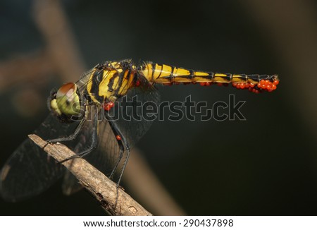 Bộ sưu tập Côn trùng Stock-photo-aethriamanta-aethra-dragonfly-with-orange-parasite-290437898