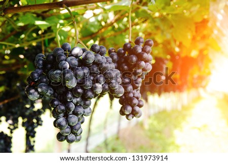 Fresh purple grapes hanging on the vine framed with fresh green leaves. Shallow depth of field.