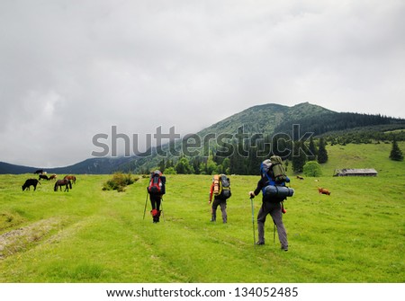 Tree hikers go up the path with heavy backpacks. Some cows standing next to a path. Hills are covered with grass and forest. The sky is cloudy.