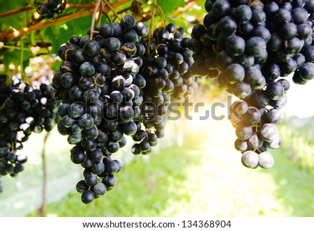 Fresh purple grapes hanging on the vine framed with fresh green leaves. Shallow depth of field. All illuminated by sunlight.