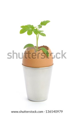 Green sprout in an egg on a white background. The egg is in a metallic glass.