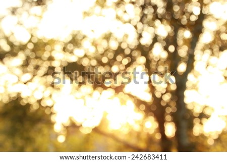 Bokeh background of light through trees in evening light