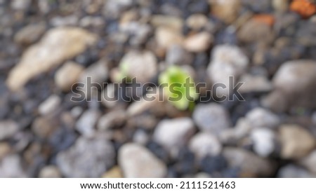 Defocused Abstract background of shoots between the rocks