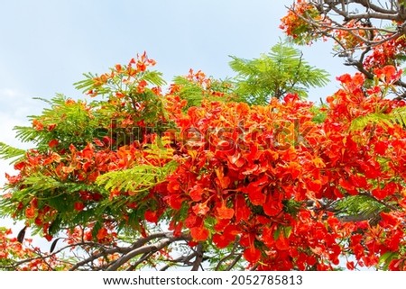 The blooming flamboyant tree flowers in the park Foto stock © 