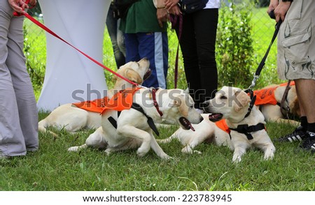 Sofia, Bulgaria - June 25, 2014: Blind people are chatting at an outdoor training area before participating in a weekly dog\'s training in Sofia. Dogs are going trough series of educations.
