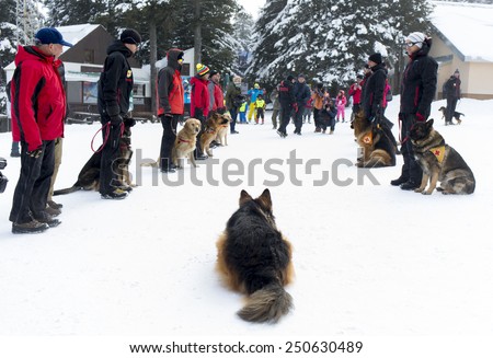 Sofia, Bulgaria - January 29, 2015: Rescuers from Mountain Rescue Service at Bulgarian Red Cross are participating in a training cource with their service dogs which took place at Vitosha mountain.