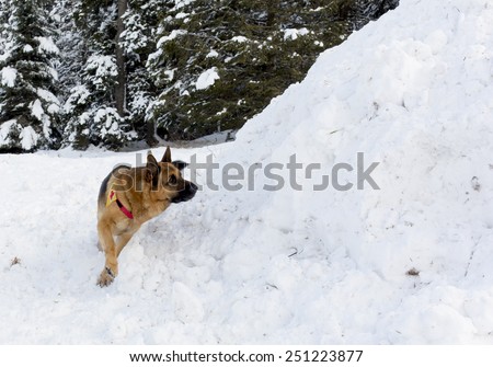 Sofia, Bulgaria - January 29, 2015: Dogs from Mountain Rescue Service at Bulgarian Red Cross are participating in a training cource with their service dogs which took place at Vitosha mountain.