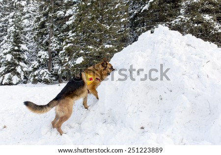 Sofia, Bulgaria - January 29, 2015: Dogs from Mountain Rescue Service at Bulgarian Red Cross are participating in a training cource with their service dogs which took place at Vitosha mountain.