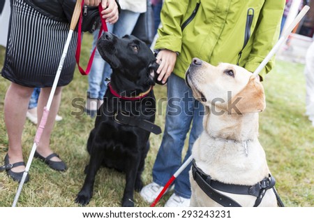 Blind people and guide dogs during the last training for the animals. The dogs are undergoing various trainings before finally given to the physically disabled people.