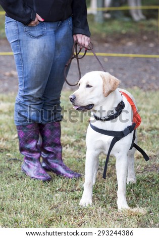 A trainer is standing beside a golden retriever guide dog during the last training for the animal. The dogs are undergoing various trainings before finally given to a blind person.