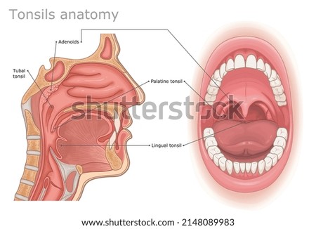 Tonsils anatomy medical illustration. Types of human tonsils labeled.