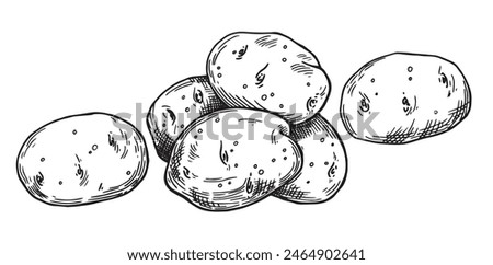 potatoes, vector drawing in sketch style.