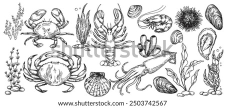 set with sea animals, illustration in sketch style. lobster, crab, squid, shrimp, sea shells. vintage