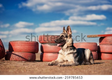 German shepherd dog (East European sheepdog) on the field for training, obedience.
