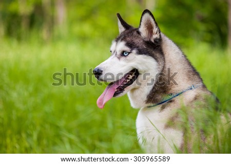 Siberian husky dog with blue eyes sits and looks aside. Bright green trees and grass are on the background.