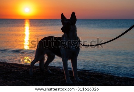 Silhouette of a German shepherd dog (East European sheepdog) on the beach. Sunrise and quiet sea on a background.
