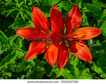 Similar – Image, Stock Photo blooming red lilies with green stems and leaves in the garden