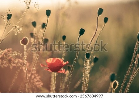 Similar – Image, Stock Photo Glowing poppies in the evening light.
