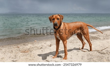 Similar – Foto Bild Rhodesian Ridgeback Hund