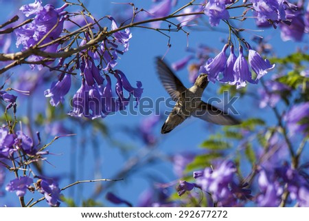 Nectar bird in purple blosome
