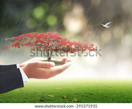 Businessman hands holding red flower tree with rainy over beautiful circle bokeh light background. Ecology, World Environment Day, Business, Investment concept.