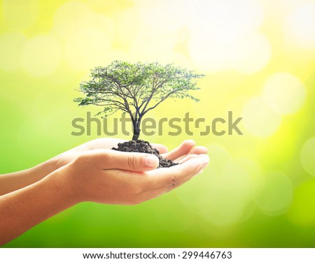 Human hands holding medium plant or big tree with soil on blurred abstract beautiful sunset background. Ecology concept. World Environment Day concept.