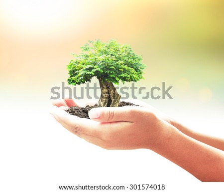 Human hands holding big tree with soil on blurred abstract beautiful nature over sunset background. For Healthcare concept.