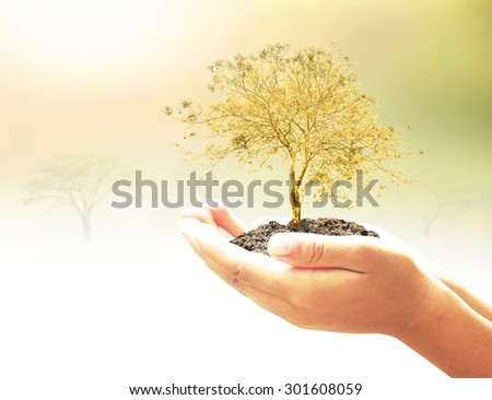 Human hands holding golden plant over beautiful sunset background. Ecology, Environment, Business, Investment concept.