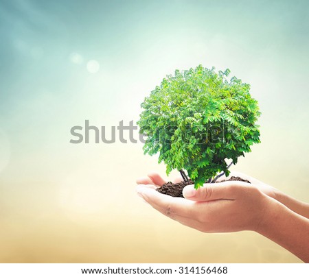 Human hands holding growing tree or plant in circle shape with soil on blurred abstract beautiful ocean, green forest, over colorful sunset background. Ecology, World Environment Day concept.