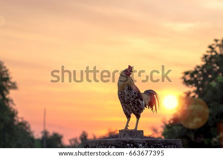 Similar – Image, Stock Photo the early bird Sky