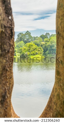 see through the tree see mountain and lake