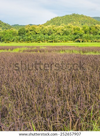 beauty sunny day on the rice field with clear sky and mountain in background