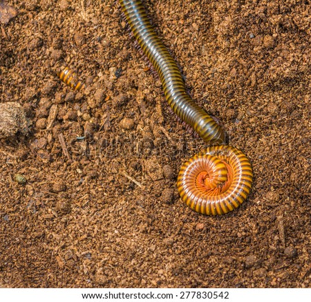 image of Tropical spiral and many legs insect, millipede,Thiland.