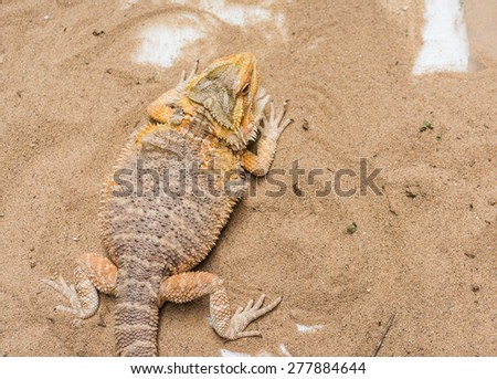 image of Bearded Dragon (Pogona vitticeps) on sand.