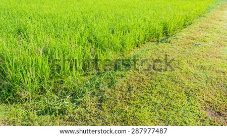 image of green rice field on day time.