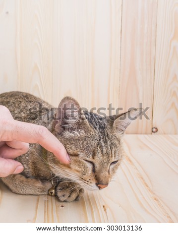 Hand of person stroking head of cute cat  on brown wood table background.