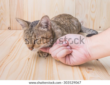 Hand of person stroking head of cute cat  on brown wood table background.