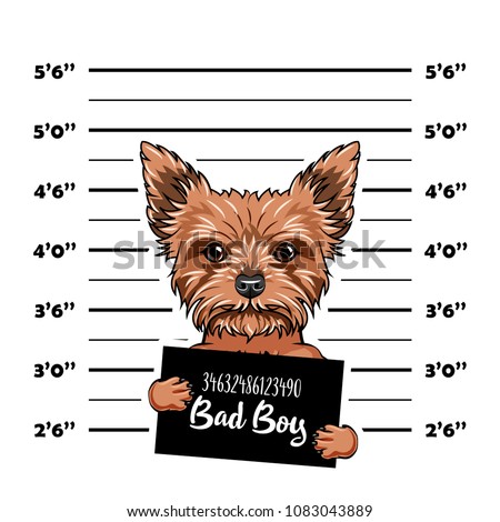 Yorkshire Terrier dog Bad boy. Dog prison. Police mugshot background. Yorkshire terrier criminal. Arrested dog. Vector illustration.