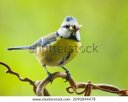 Tierportrait einer Blaumeise mit Futter im Frühling Stock foto © 