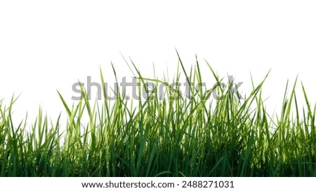 Similar – Image, Stock Photo blades of grass Grass