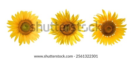 Similar – Image, Stock Photo sunflowers Sunflower