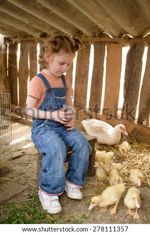 Small child sits in duck coop with white duck and ducklings.