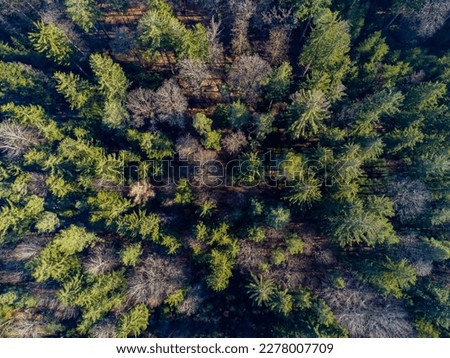 Image, Stock Photo Dead tree above the Achensee in Tirol in Austria