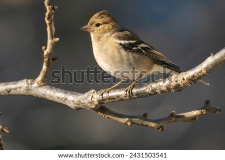 Similar – Image, Stock Photo Singing Finch Chaffinch