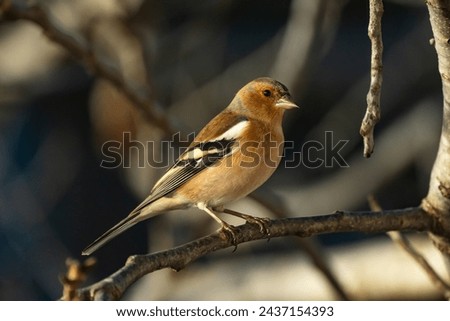 Similar – Image, Stock Photo Singing Finch Chaffinch