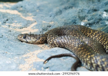Eastern brown snake lying on the rocks