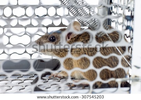 rat in the cage trap in white background