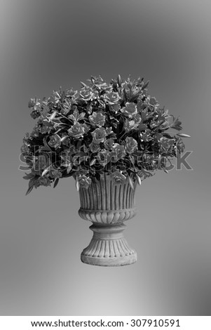 black and white flowers in a flowerpot isolated on a white background