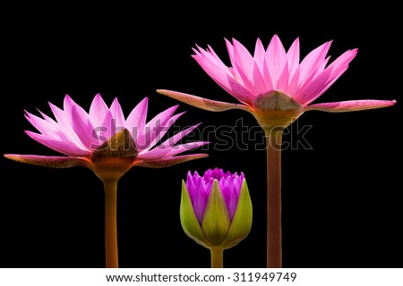 beautiful  waterlily or lotus flower isolated on black background