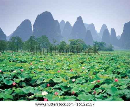 The great lotus flower pond at the mountain foot.